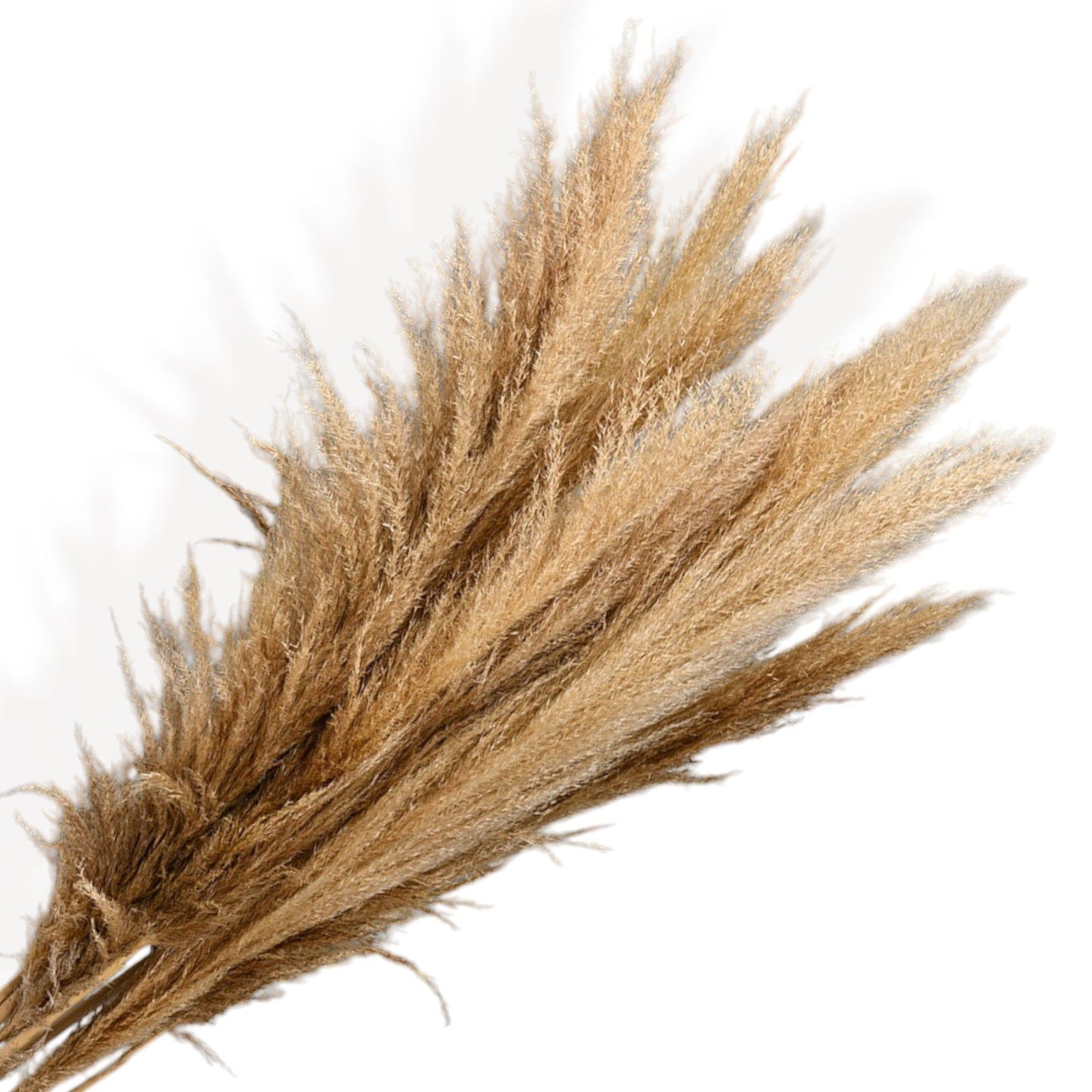 Natural Pampas Grass and Bunny Tail Dried Floral Arrangement