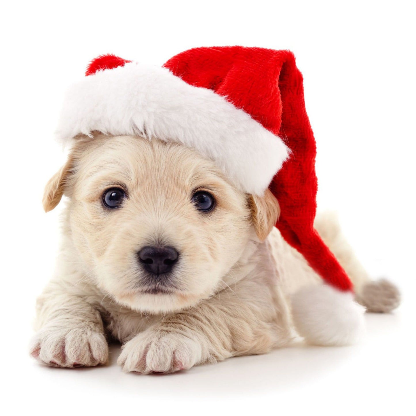 Pet Santa Hat with Elastic Chin Strap for Cats and Dogs