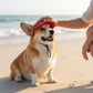 Pet Visor Sun Hat with Open Ear Design Adjustable Chin Strap Lightweight Outdoor Cap for Cats and Dogs