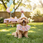 Pet Birthday Hat and Polka Dot Tulle Collar Set Colorful Party Costume Accessory