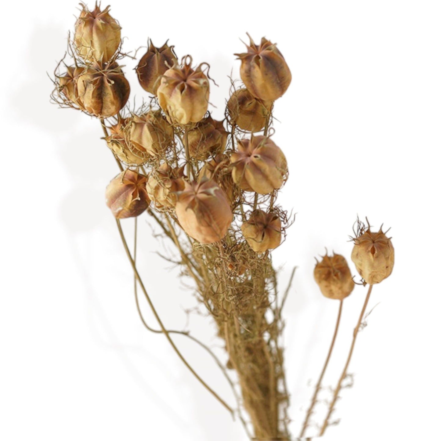 Vibrant Wildflower-Inspired Dried Flowers Floral Arrangement, 17.8 Inches