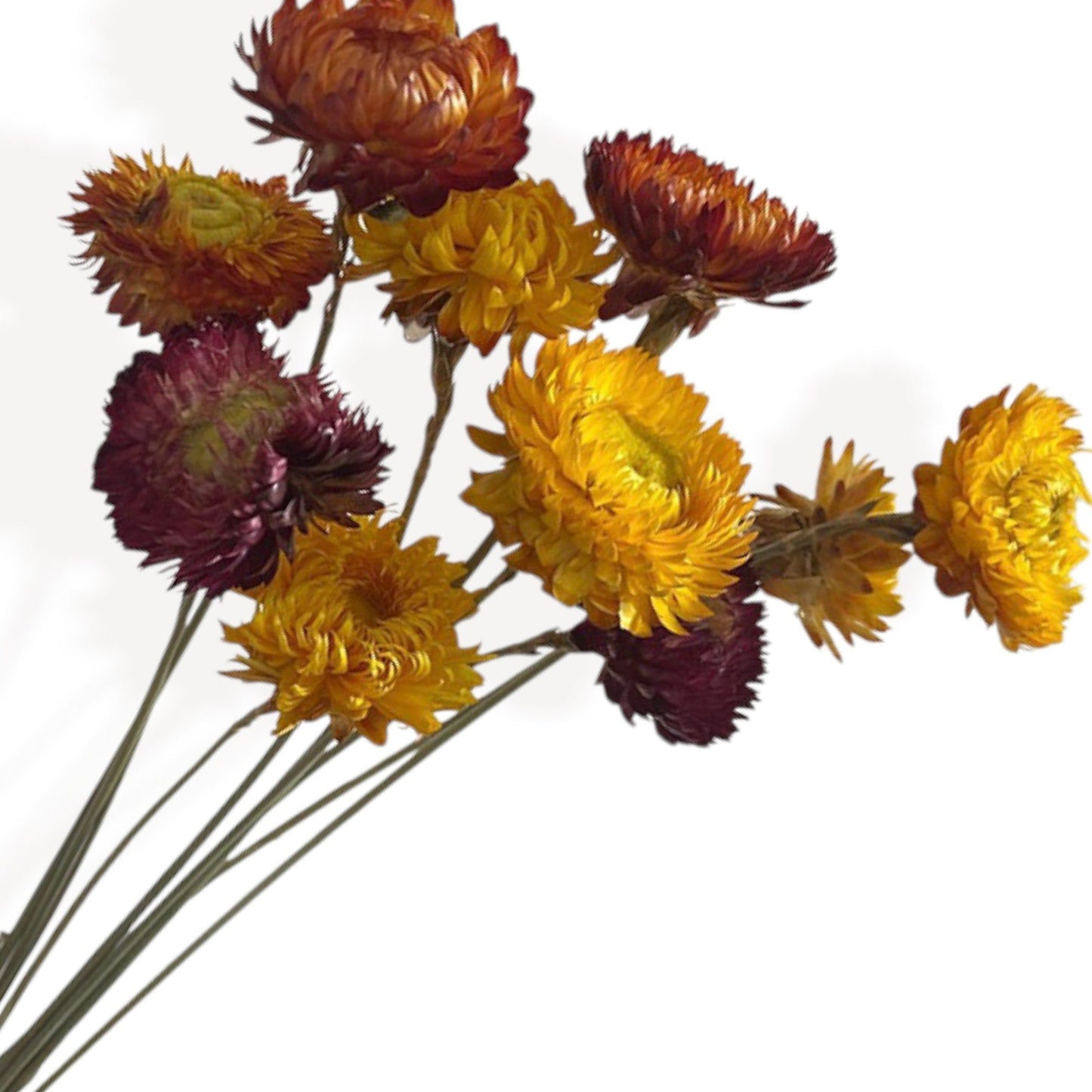 Pampas Grass Dried Floral Arrangement Strawflower Wheat