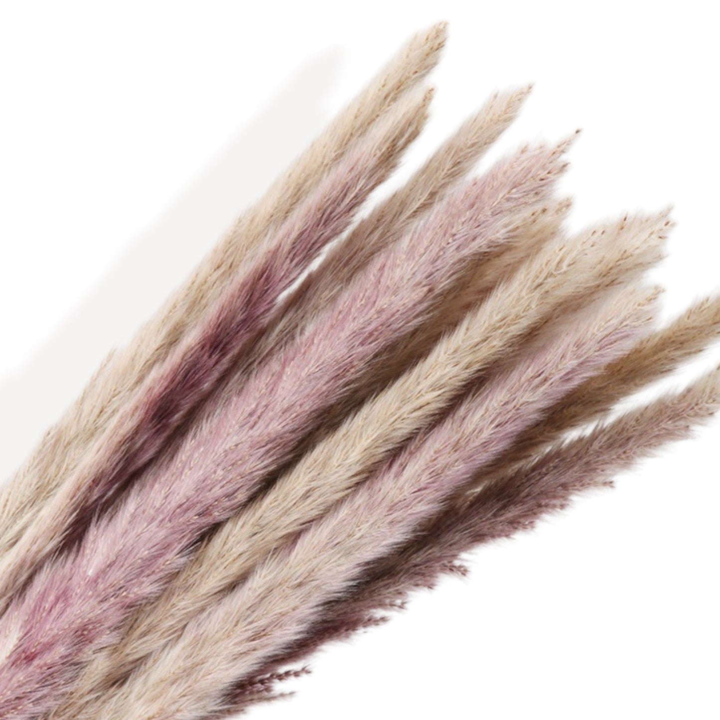 Pampas Grass Dried Floral Arrangement Strawflower Wheat