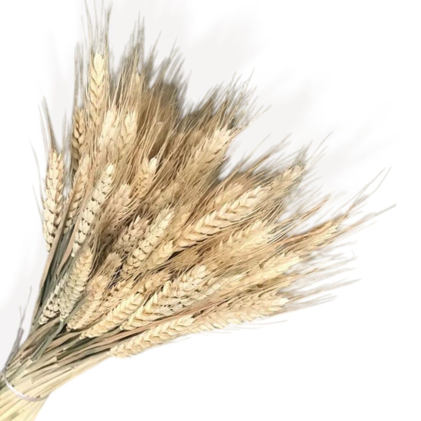 Pampas Grass and Cotton Dried Floral Arrangement with Wheat