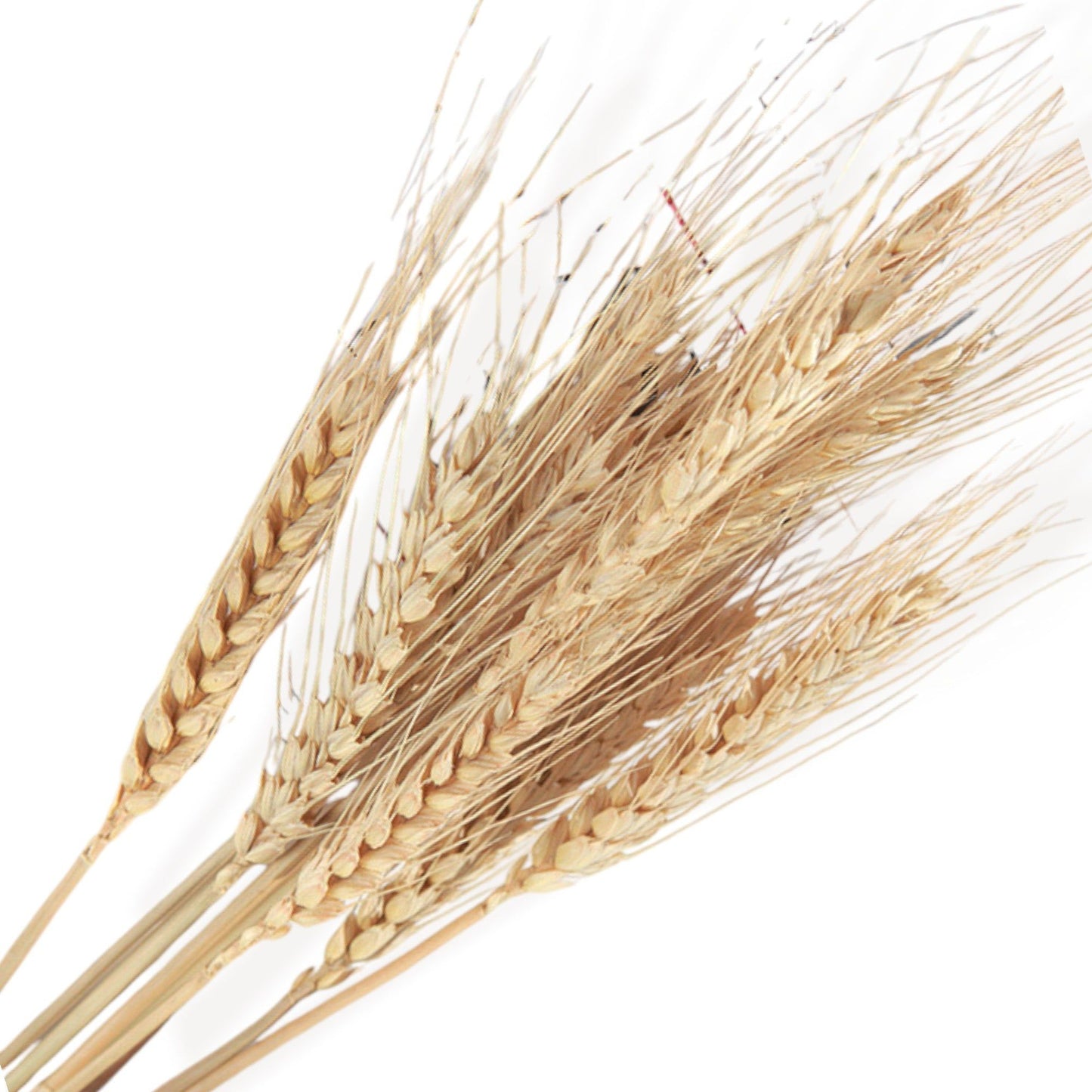 Cotton and Pampas Grass Dried Floral Arrangement