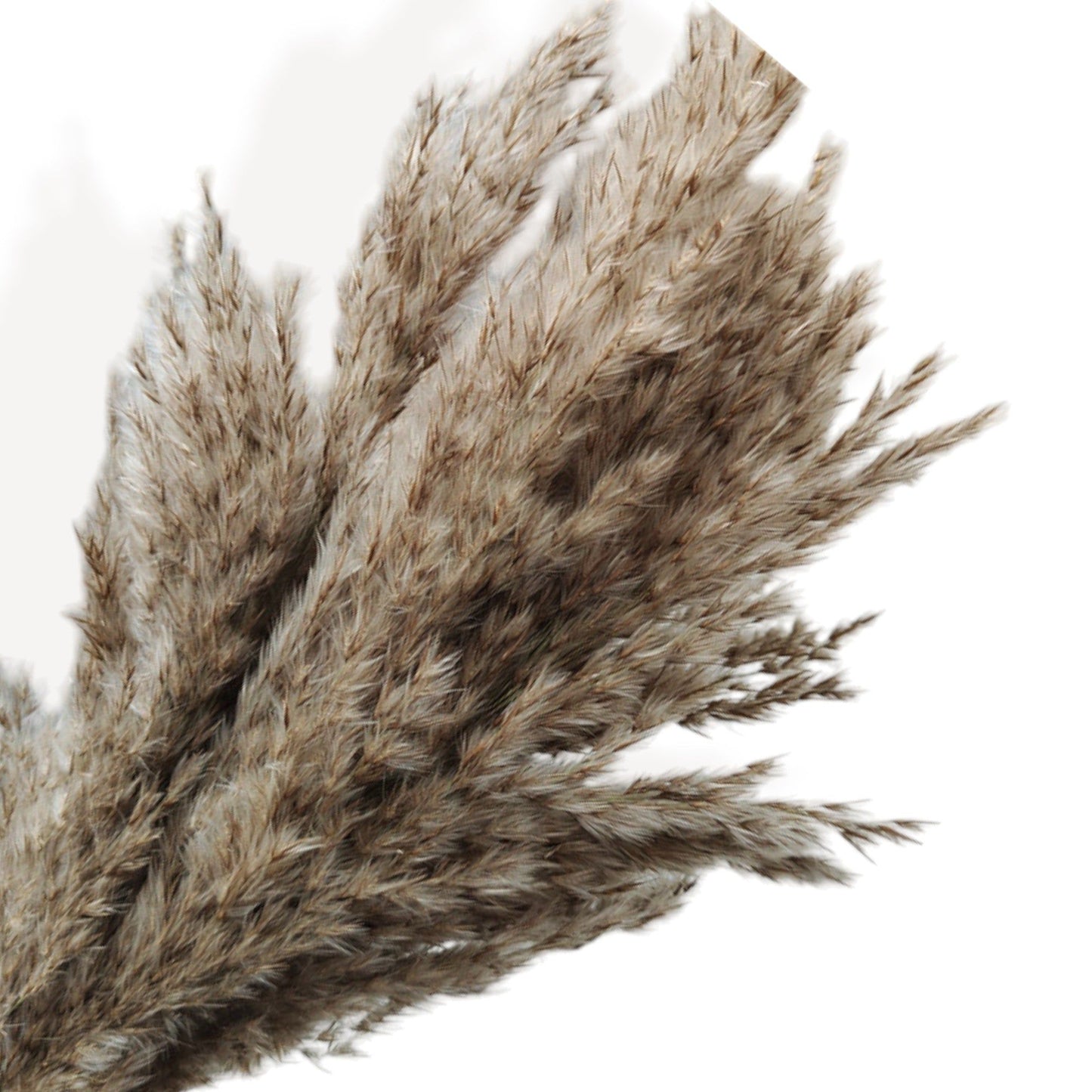 Natural Pampas Grass and Bunny Tail Dried Floral Arrangement