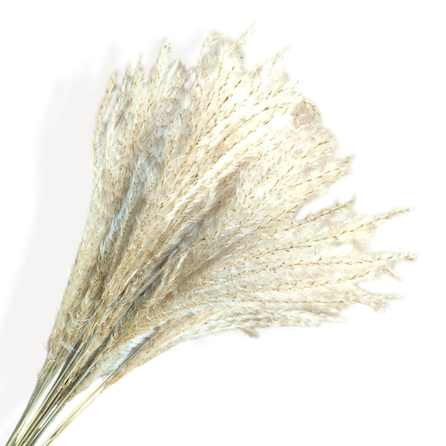 Cotton and Pampas Grass Dried Floral Arrangement