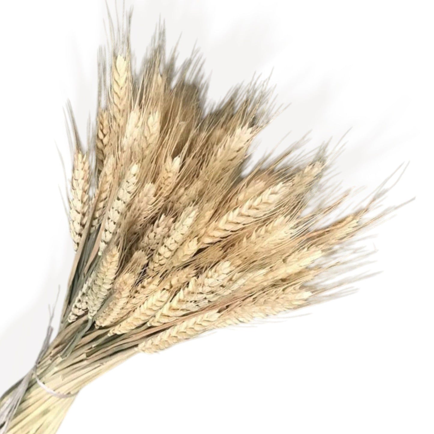 Pampas Grass and Pinecone Dried Floral Arrangement