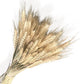 Pampas Grass and Pinecone Dried Floral Arrangement