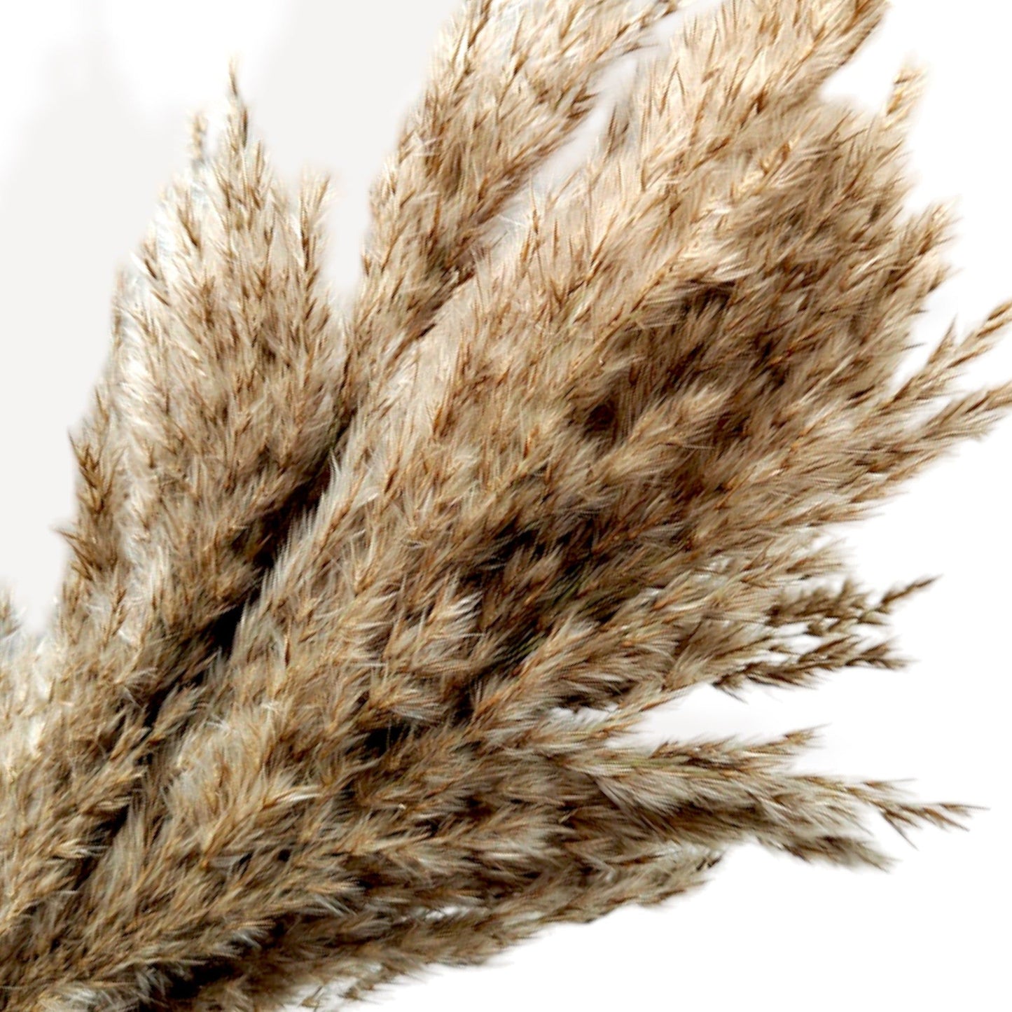Pampas Grass Dried Floral Arrangement Strawflower Wheat