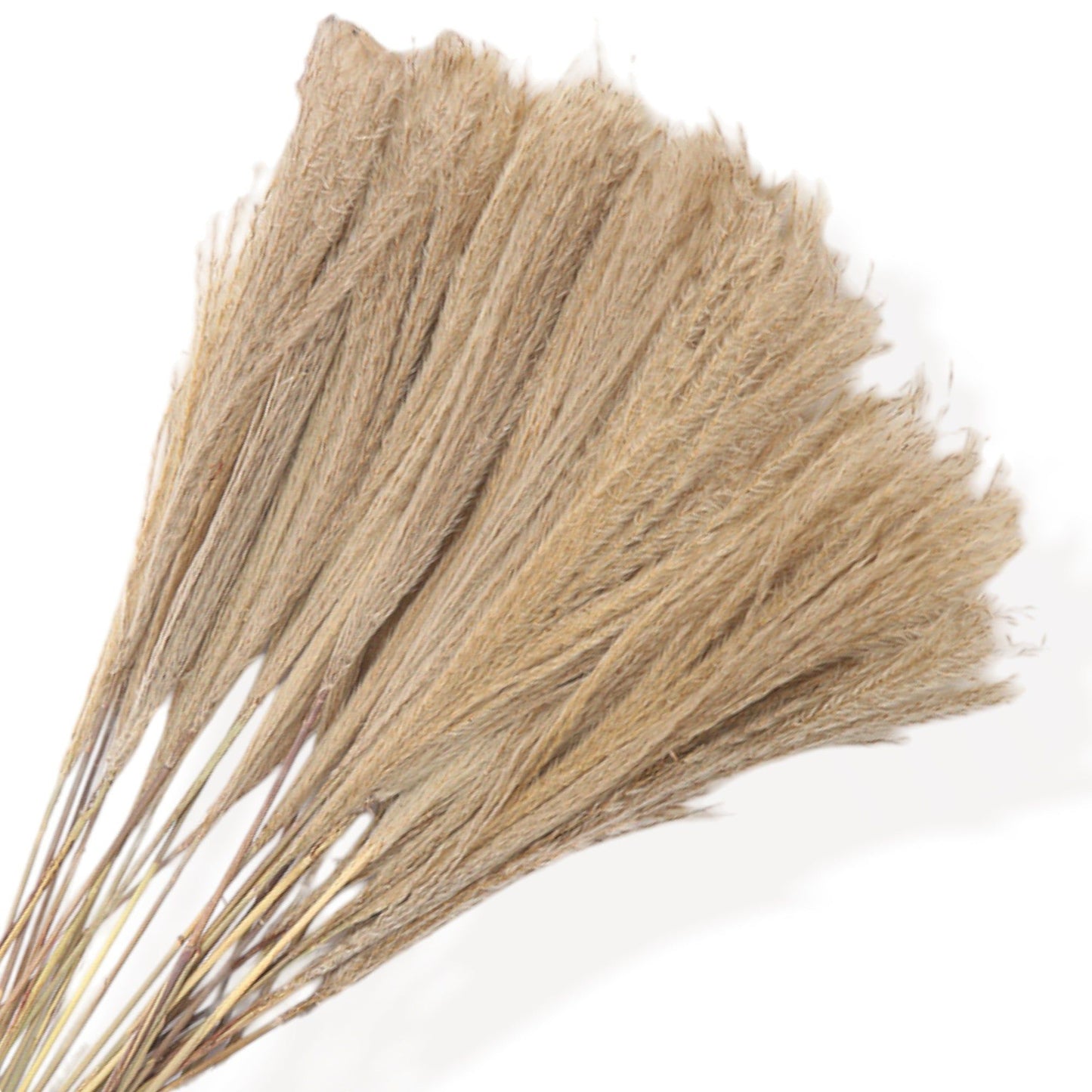 Cotton and Pampas Grass Dried Floral Arrangement